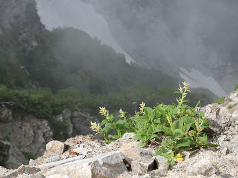 Pleuropteropyrum weyrichii var. alpinum