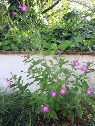 Epilobium hirsutum