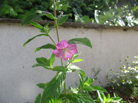 Epilobium hirsutum