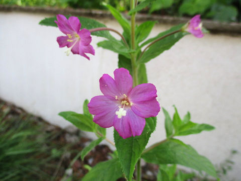 Epilobium hirsutum