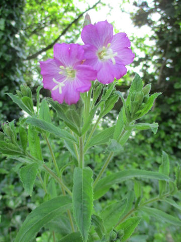 Epilobium hirsutum