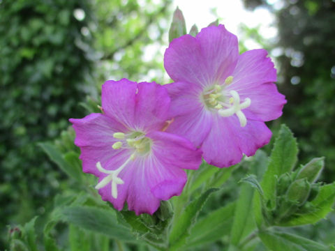 Epilobium hirsutum