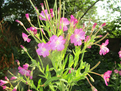 Epilobium hirsutum