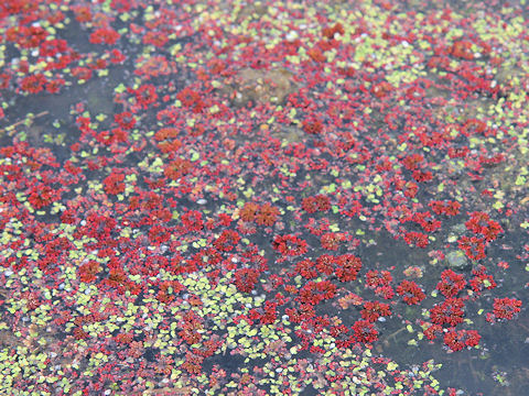 Azolla japonica