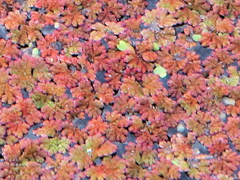 Azolla japonica