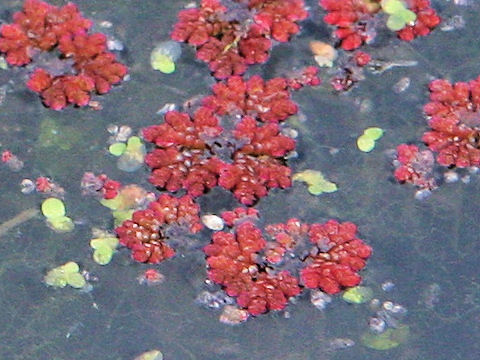 Azolla japonica
