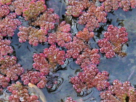 Azolla japonica