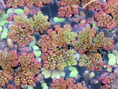 Azolla japonica