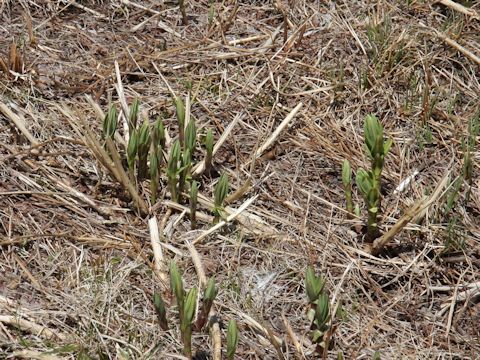 Polygonatum odoratum var. maximowiczii