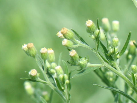 Erigeron sumatrensis