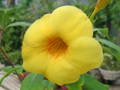 Allamanda cathartica cv. Hendersonii