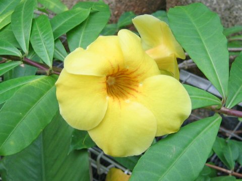 Allamanda cathartica cv. Hendersonii