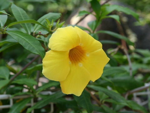 Allamanda cathartica cv. Hendersonii