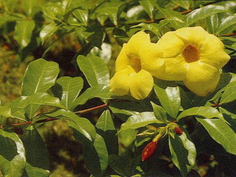 Allamanda cathartica cv. Hendersonii