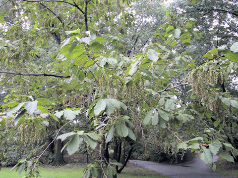 Pterostyrax hispida