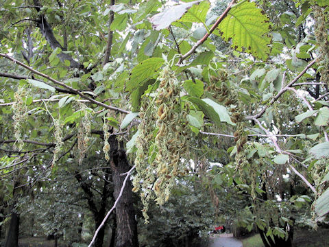 Pterostyrax hispida