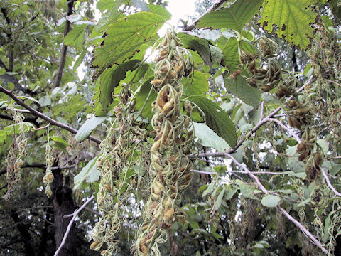 Pterostyrax hispida