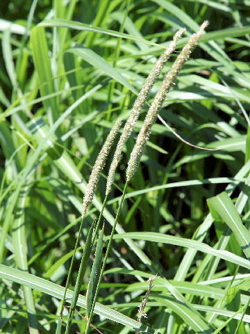 Phleum pratense