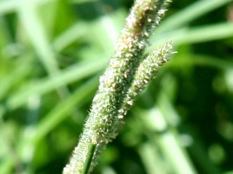 Phleum pratense