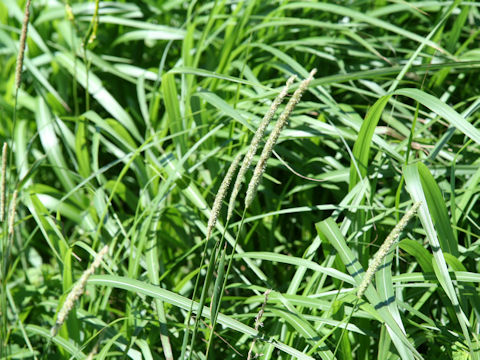 Phleum pratense