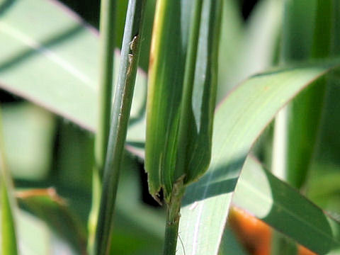 Phleum pratense