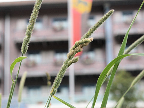 Phleum pratense