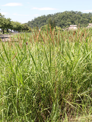 Phleum pratense