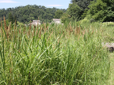 Phleum pratense