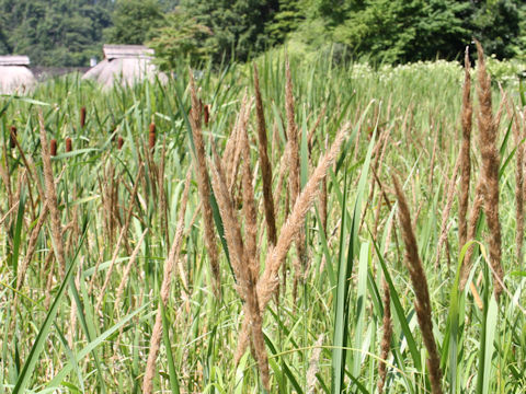 Phleum pratense