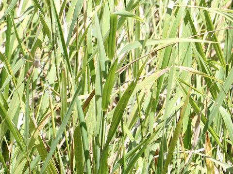 Phleum pratense