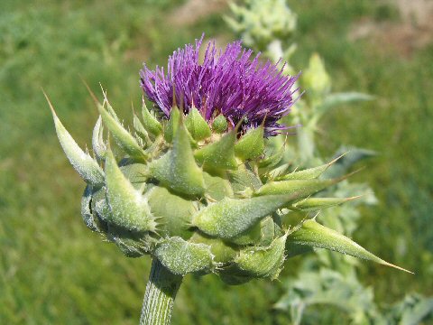 Silybum marianum