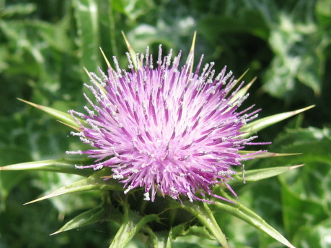 Silybum marianum