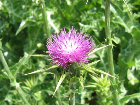 Silybum marianum