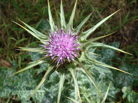 Silybum marianum