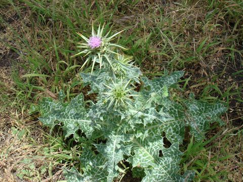 Silybum marianum