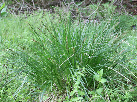 Carex thunbergii var. appendiculata