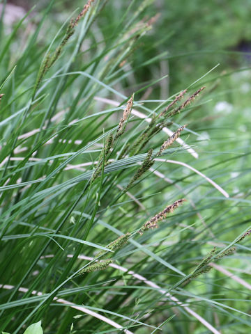 Carex thunbergii var. appendiculata