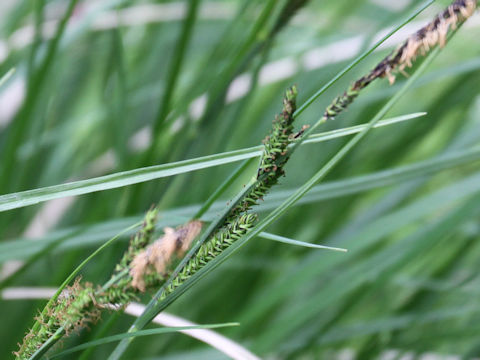 Carex thunbergii var. appendiculata