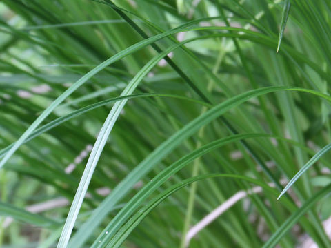 Carex thunbergii var. appendiculata