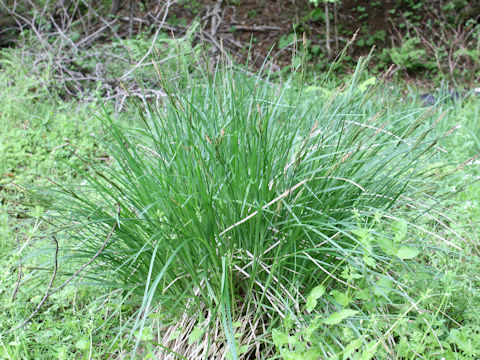 Carex thunbergii var. appendiculata