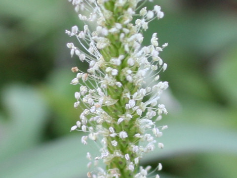 Plantago asiatica