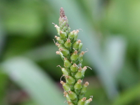 Plantago asiatica