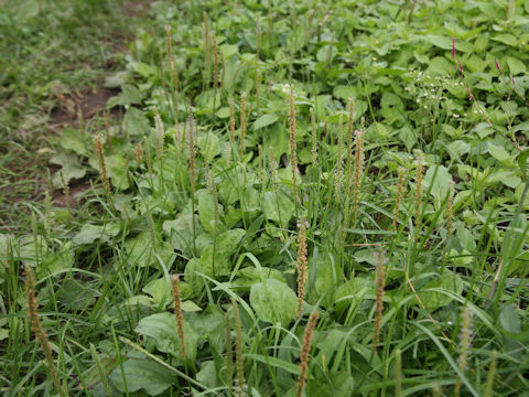 Plantago asiatica