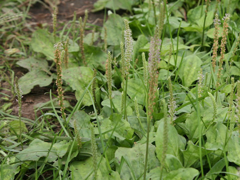 Plantago asiatica