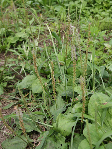 Plantago asiatica