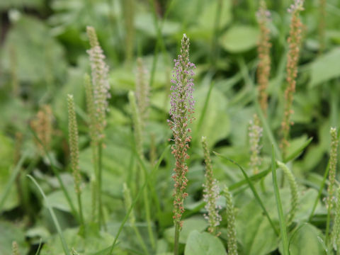 Plantago asiatica