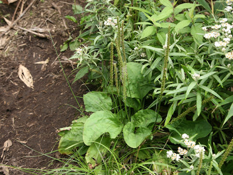 Plantago asiatica