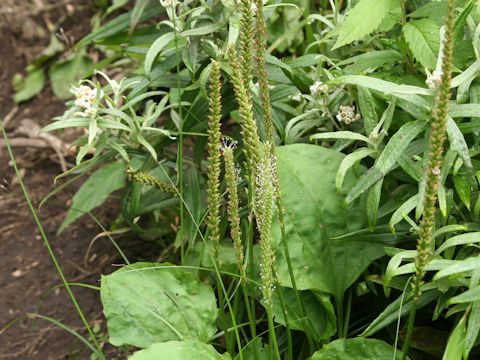 Plantago asiatica