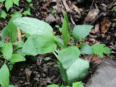 Plantago asiatica
