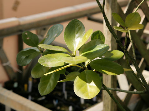 Euonymus japonicus var. macrophyllus